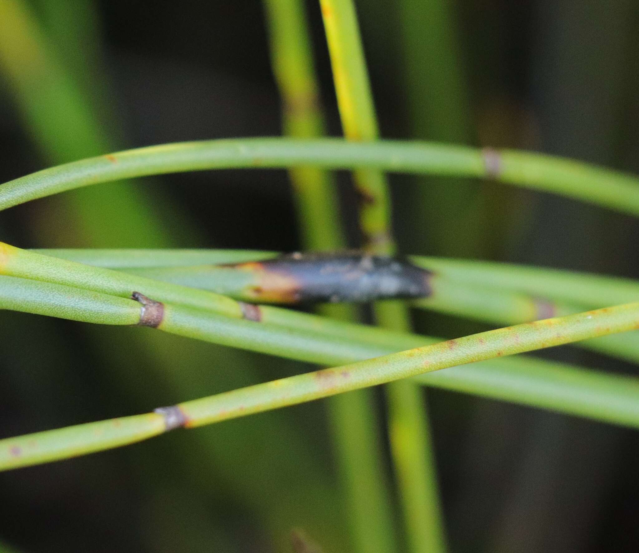 Image of Elegia juncea L.