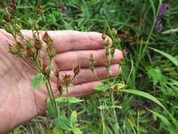 Image of Hypericum attenuatum Fisch. ex Choisy