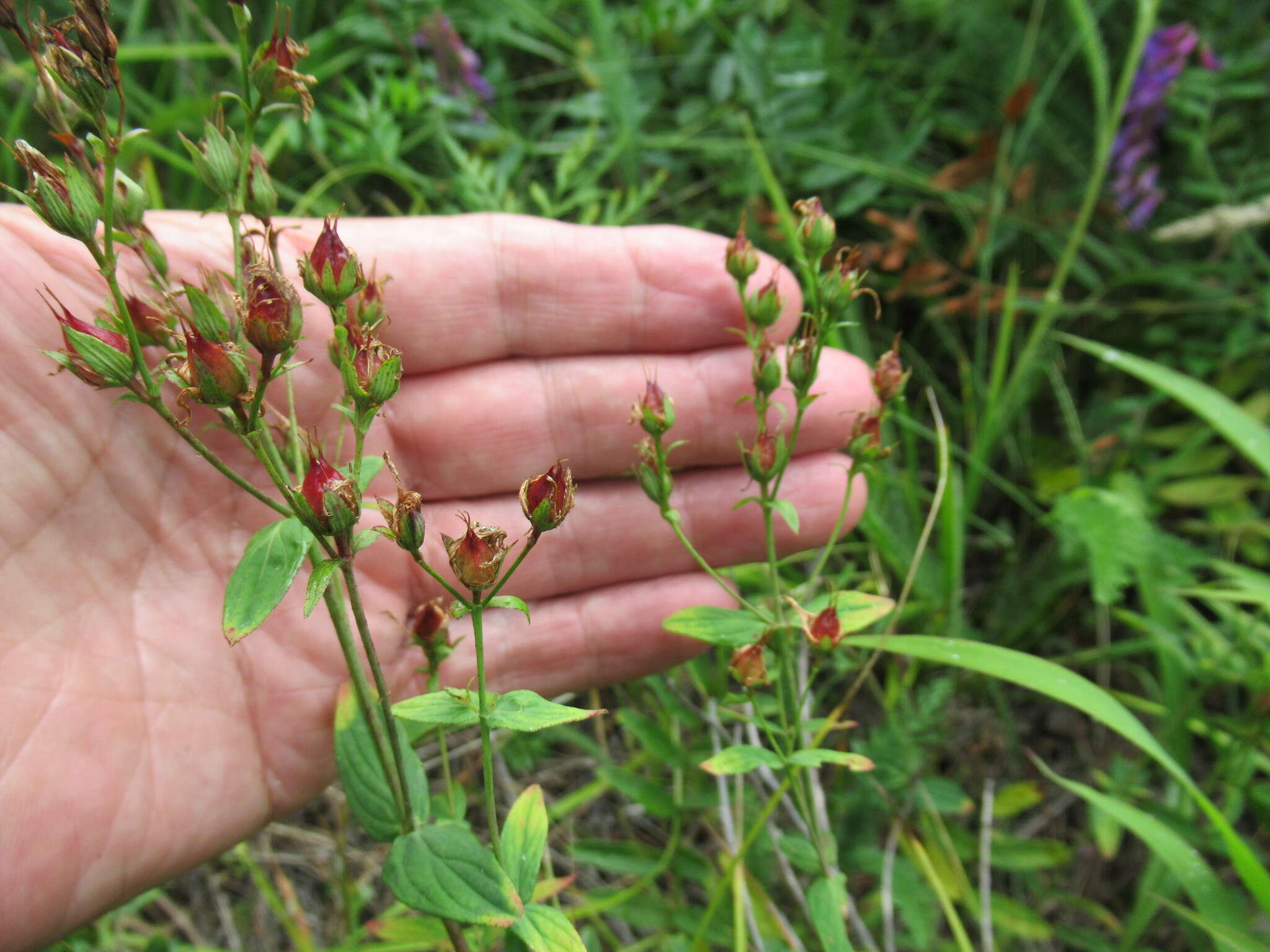 Image of Hypericum attenuatum Fisch. ex Choisy