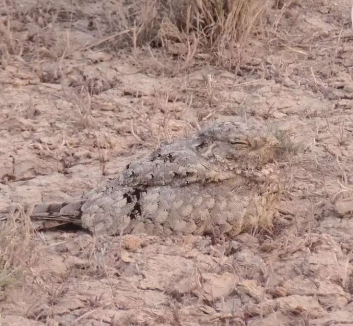 Image of Egyptian Nightjar