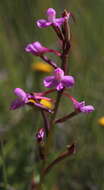 صورة Disa oreophila subsp. erecta H. P. Linder