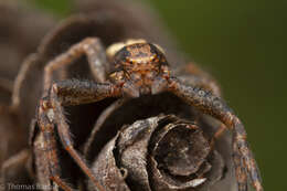 Image of Elegant Crab Spider