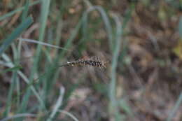 Image of Carex salticola J. R. Starr