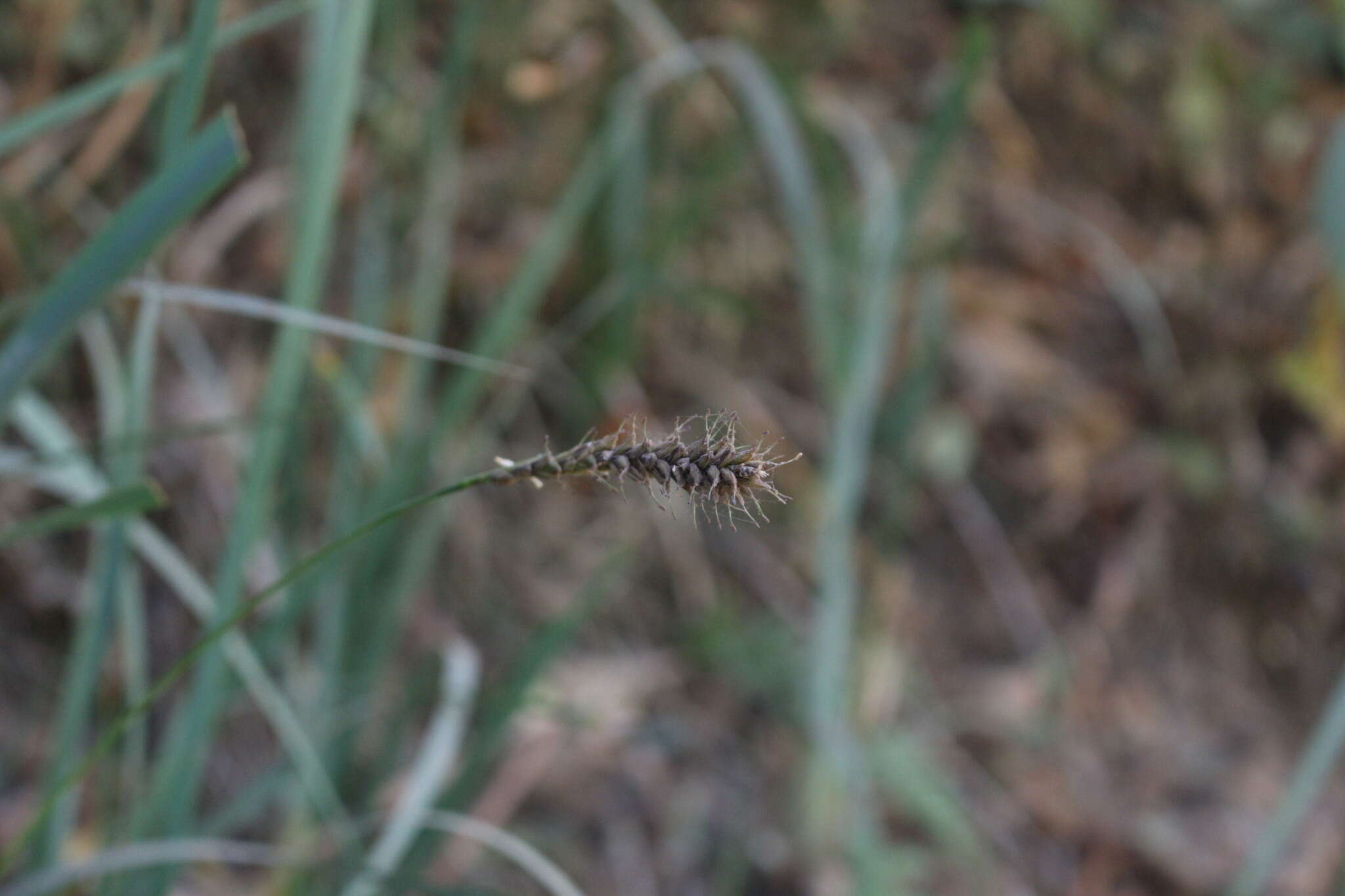 Image of Carex salticola J. R. Starr