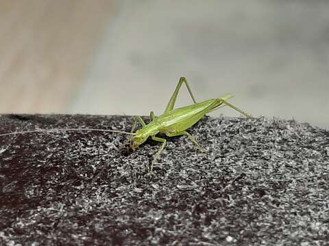 Image of Fast-calling Tree Cricket