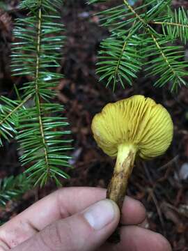 Image of Phylloporus arenicola A. H. Sm. & Trappe 1972