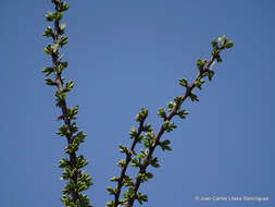 Image de Cladocolea diversifolia (Benth.) J. Kuijt