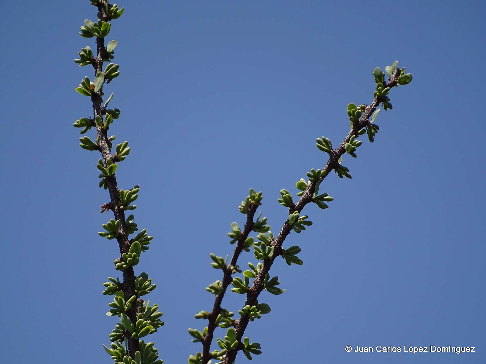 Image de Cladocolea diversifolia (Benth.) J. Kuijt