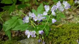 Phacelia bipinnatifida Michx. resmi