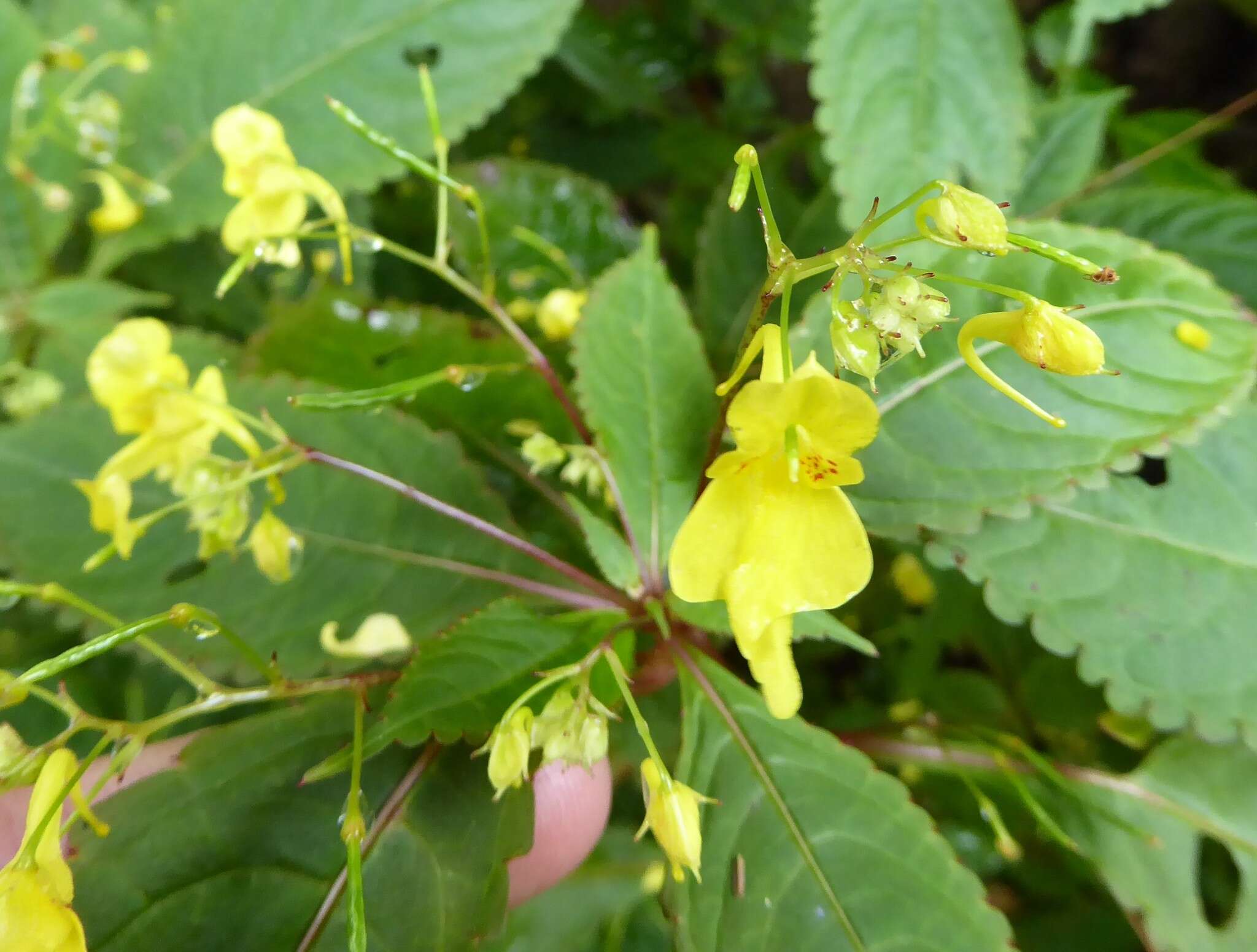 Image of Impatiens racemosa DC.