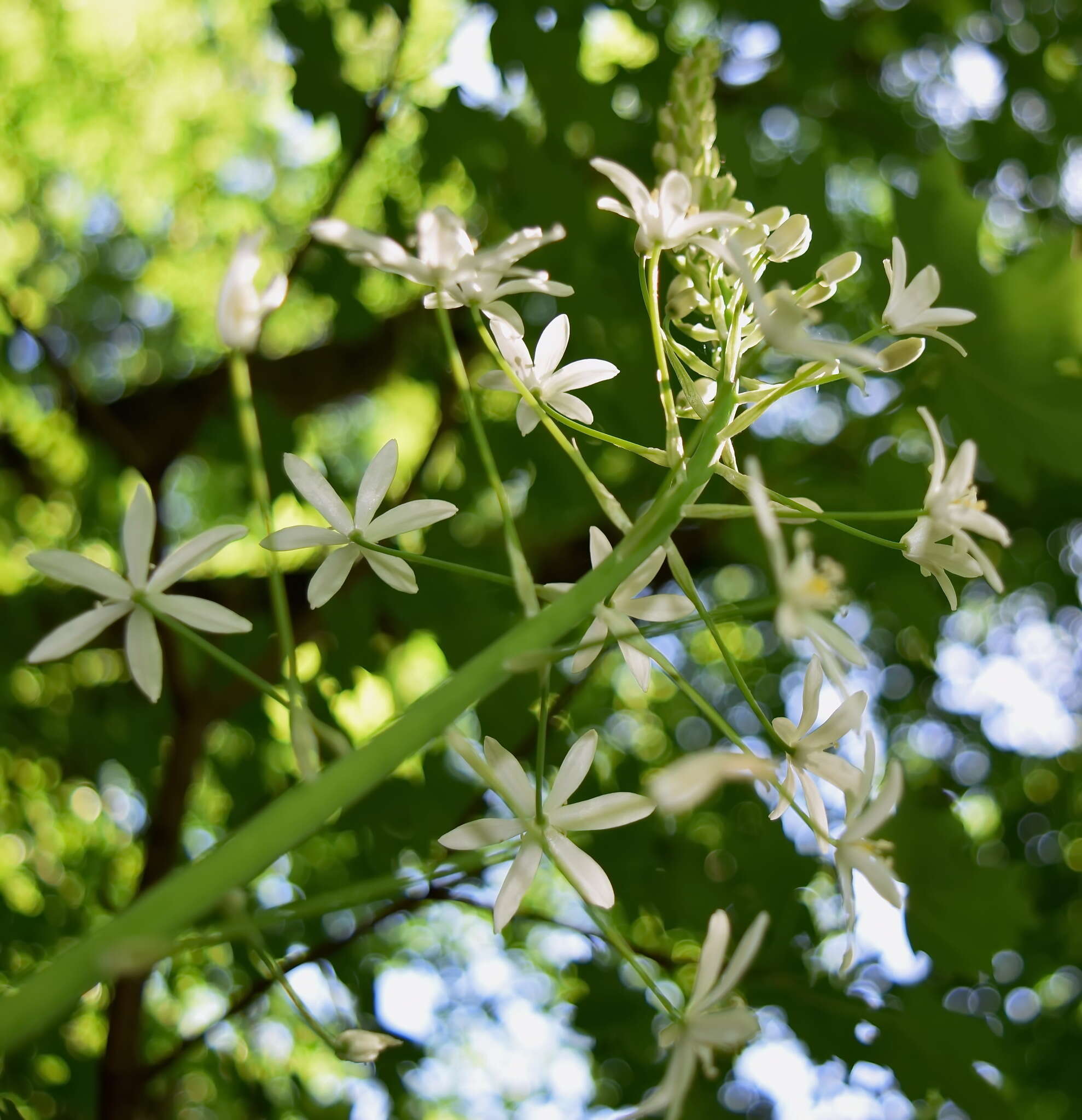 Image of Ornithogalum arcuatum Steven