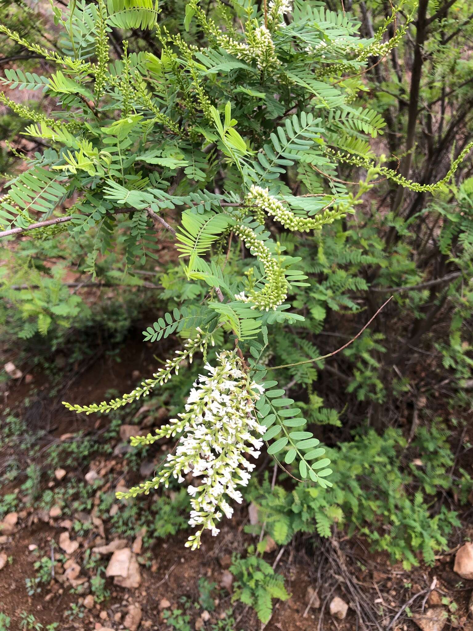 Imagem de Eysenhardtia orthocarpa (A. Gray) S. Watson