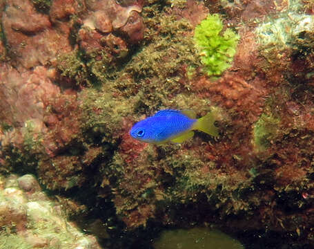 Image of Blue damsel