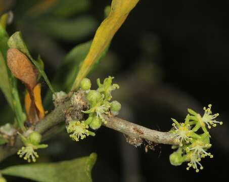 Image of Vasey's wild lime