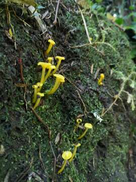 Imagem de Hygrocybe chromolimonea (G. Stev.) T. W. May & A. E. Wood 1995