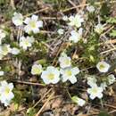 Image of Parish's slender meadowfoam