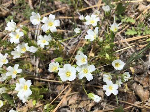 Imagem de Limnanthes alba subsp. parishii (Jeps.) Morin