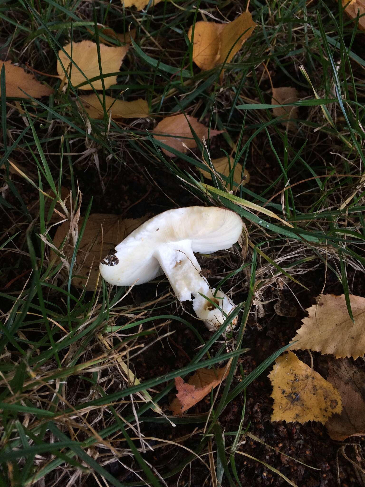 Imagem de Russula versicolor Jul. Schäff. 1931