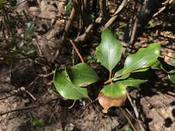 Imagem de Cinnamomum reticulatum Hayata