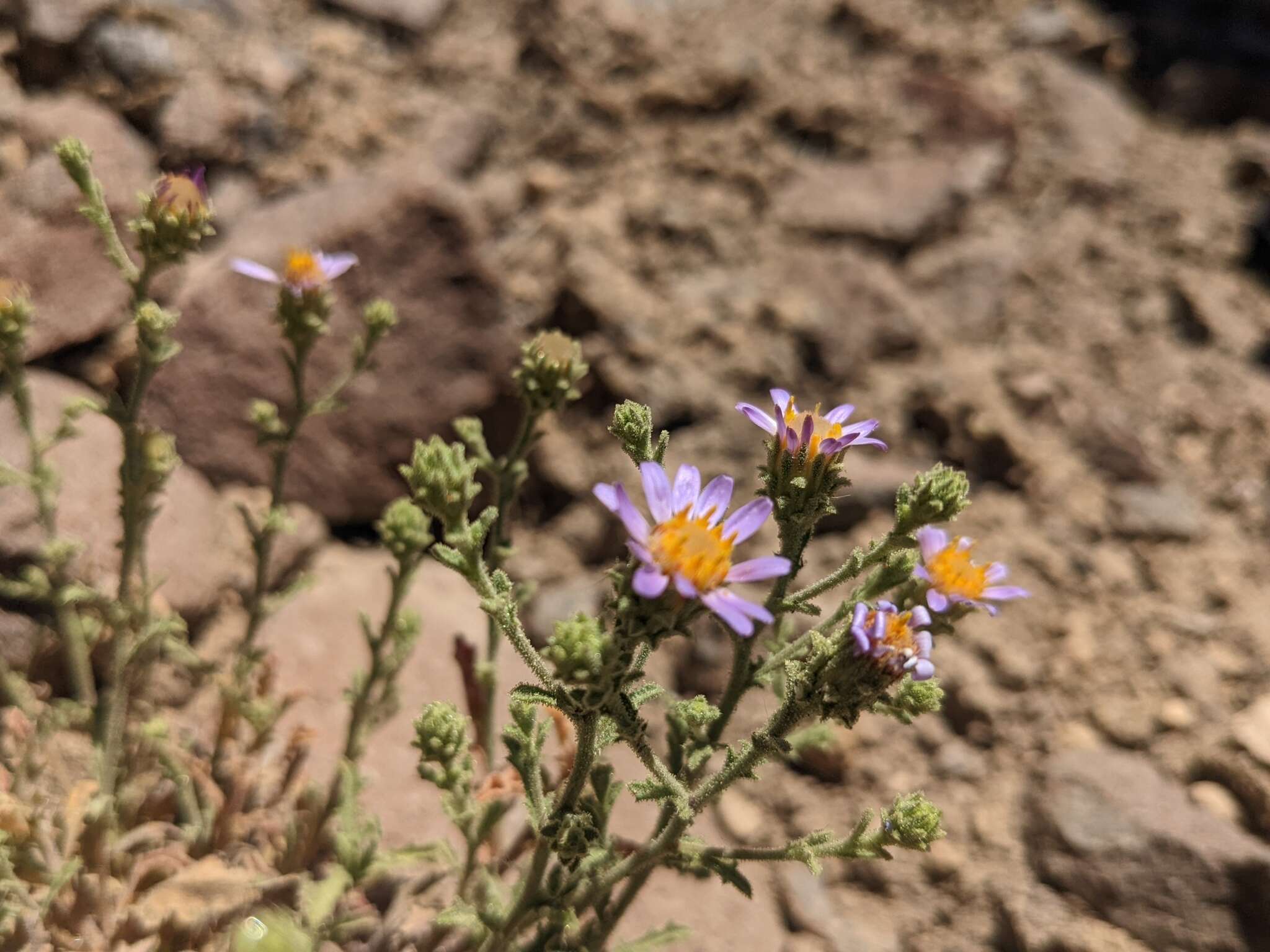 Imagem de Dieteria canescens var. canescens