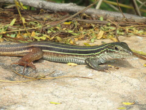 Image of YucatanWhiptail