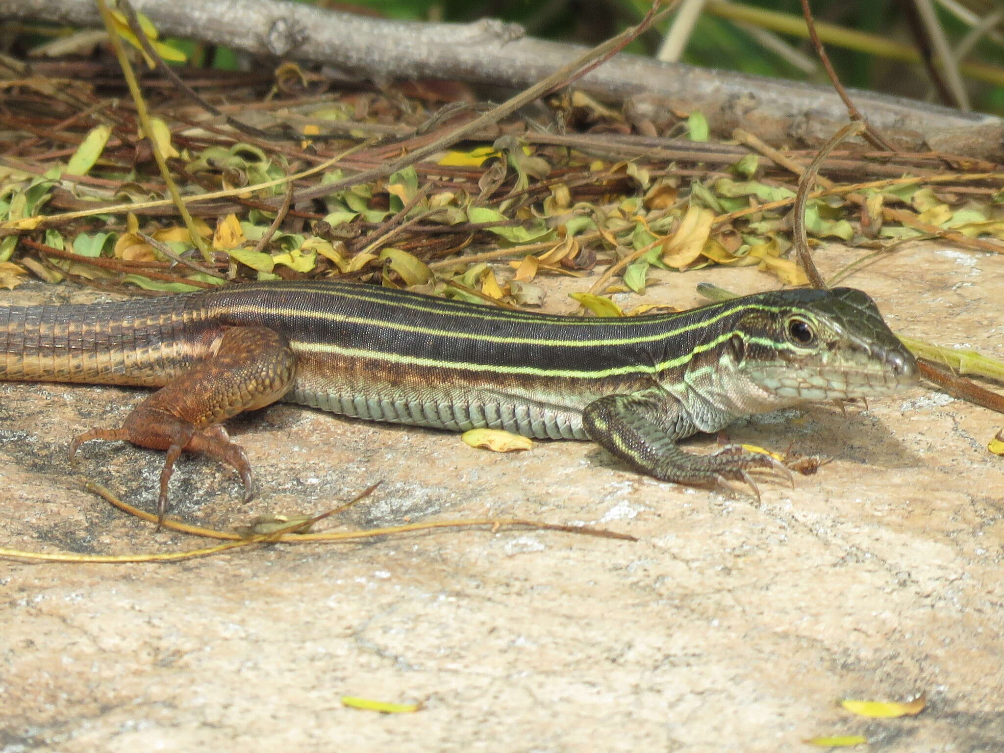 Plancia ëd Aspidoscelis angusticeps angusticeps (Cope 1877)