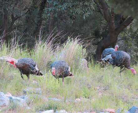 Imagem de Meleagris gallopavo mexicana Gould 1856