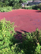 صورة Azolla filiculoides Lam.