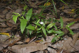 Image of Schelhammera multiflora R. Br.