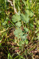 Imagem de Erodium macrophyllum Hook. & Arn.