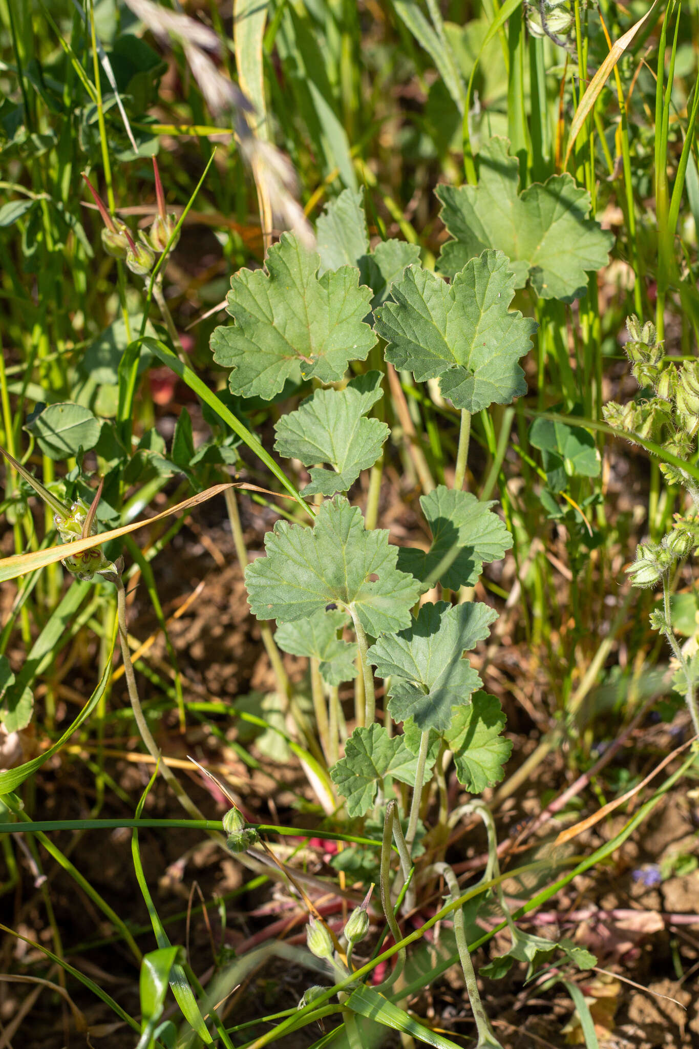 Imagem de Erodium macrophyllum Hook. & Arn.