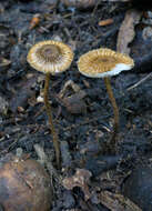 Collybia zonata (Peck) Sacc. 1887 resmi