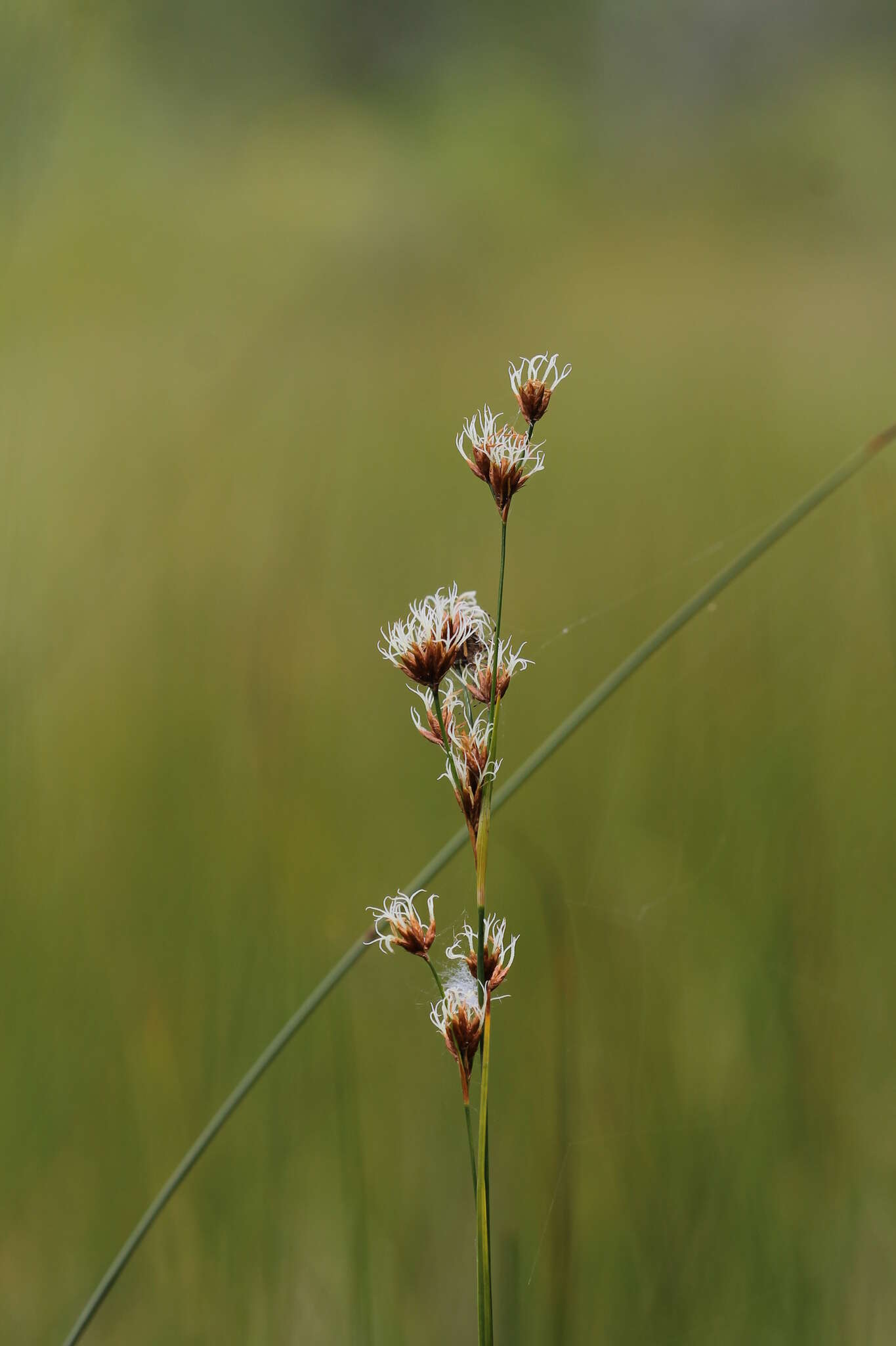 Слика од Cladium mariscoides (Muhl.) Torr.