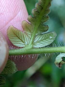 Image of Deltoid Maiden Fern