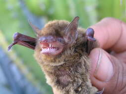 Image of Cave Myotis