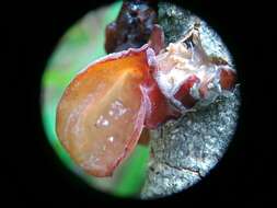 Image of Auricularia minor Kobayasi 1981