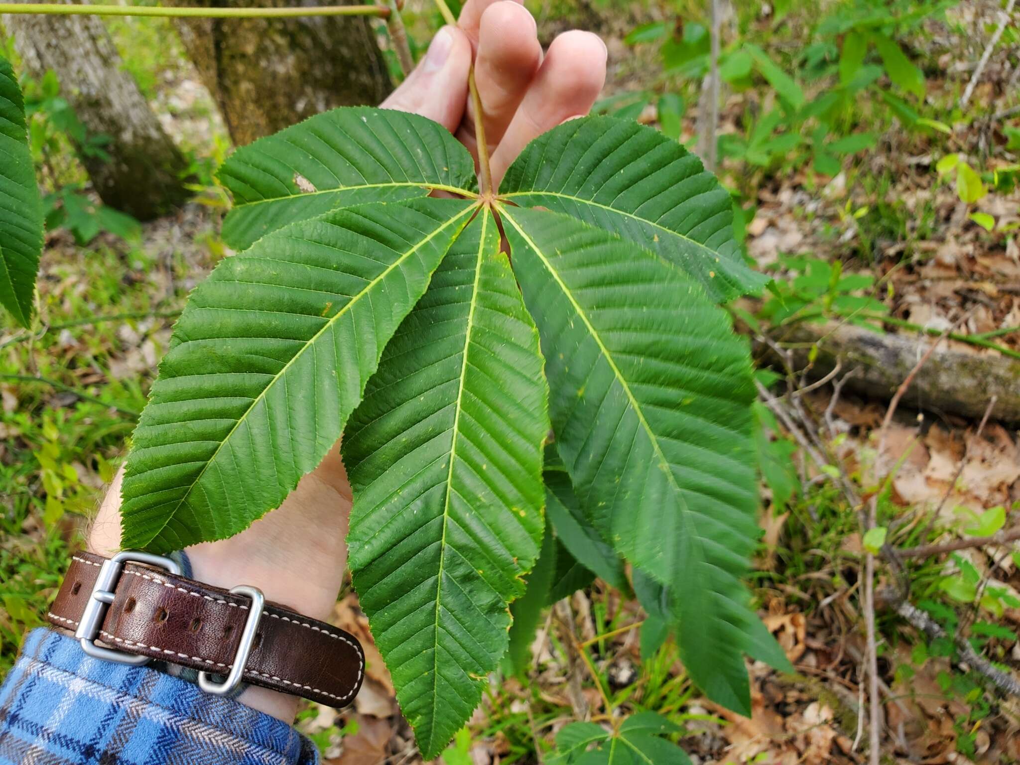 صورة Aesculus bushii C. K. Schneid.