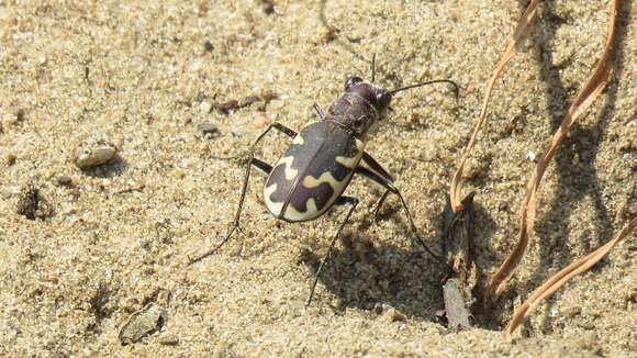 Image of Big Sand Tiger Beetle