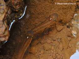 Image of Golden Wonder Killifish