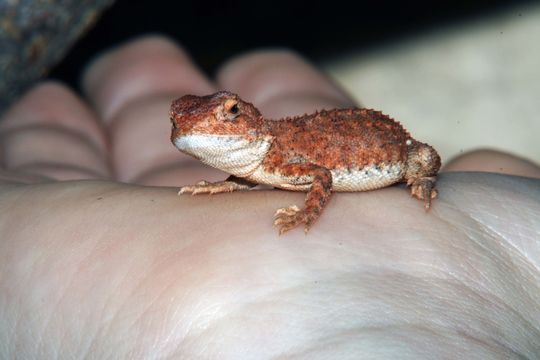 Image of Eyrean Earless Dragon