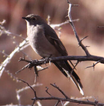 Image of Townsend's Solitaire