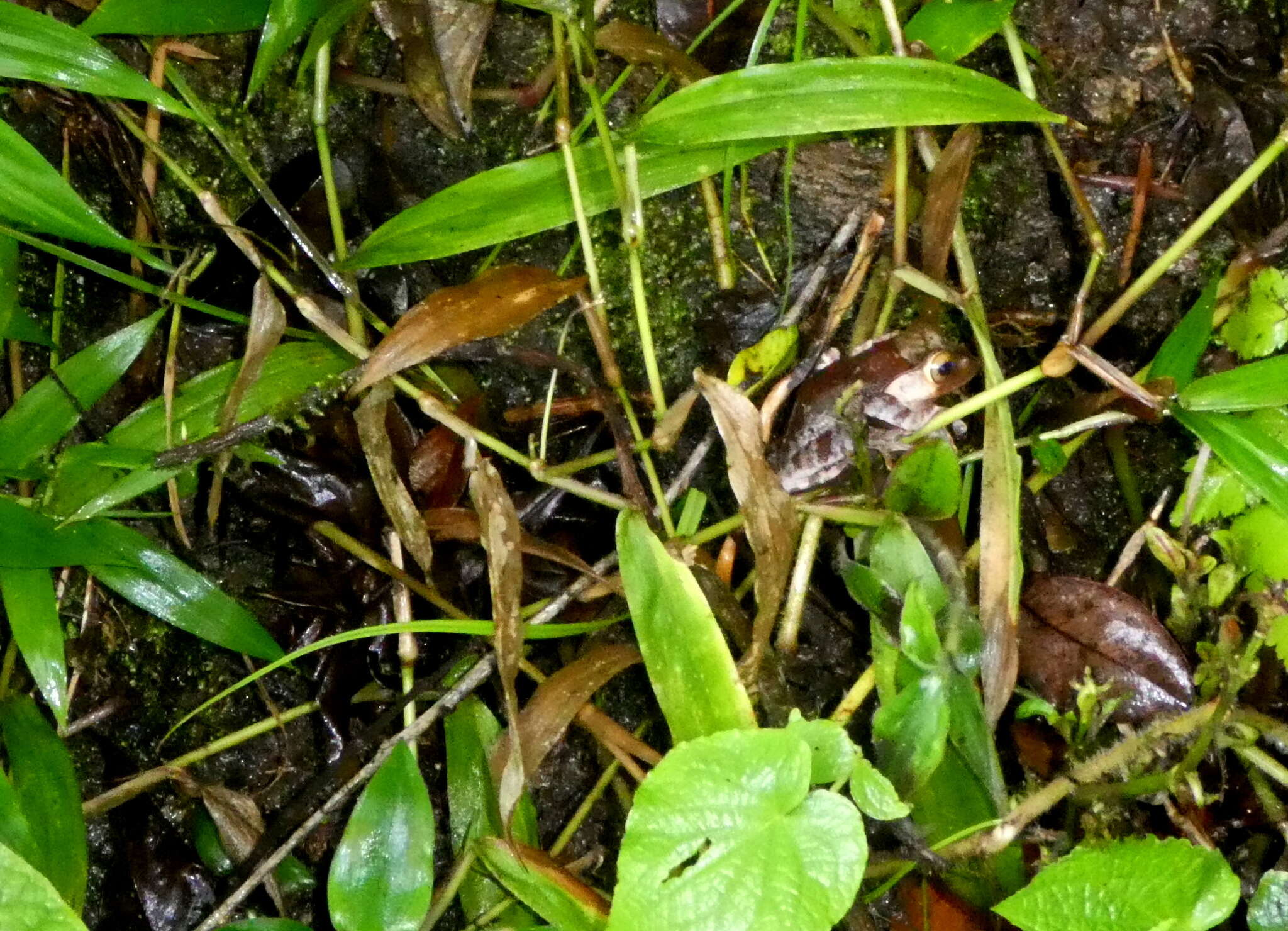 Image of Madagascar Bright-eyed Frog