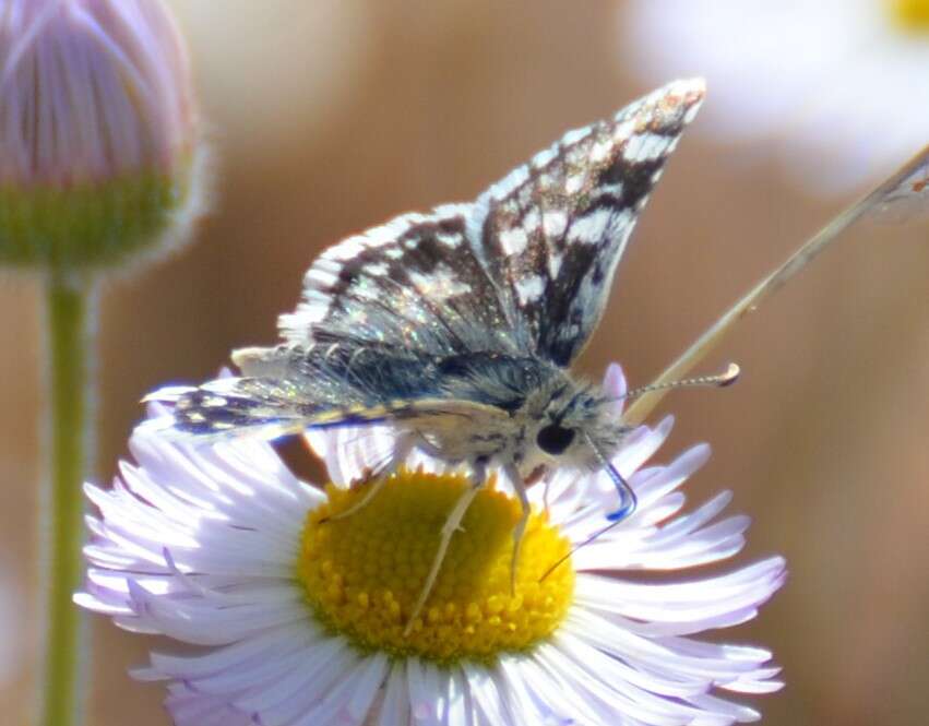 Image of Small Checkered Skipper