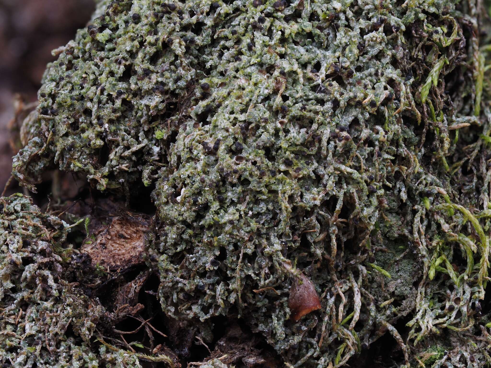 Image of thelenella lichen