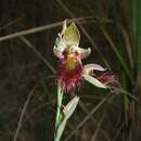 Imagem de Calochilus paludosus R. Br.