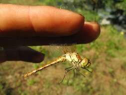 Image of Common Darter