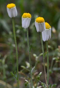 Imagem de Anthemis arvensis L.