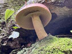 Sivun Boletus speciosus Frost 1874 kuva