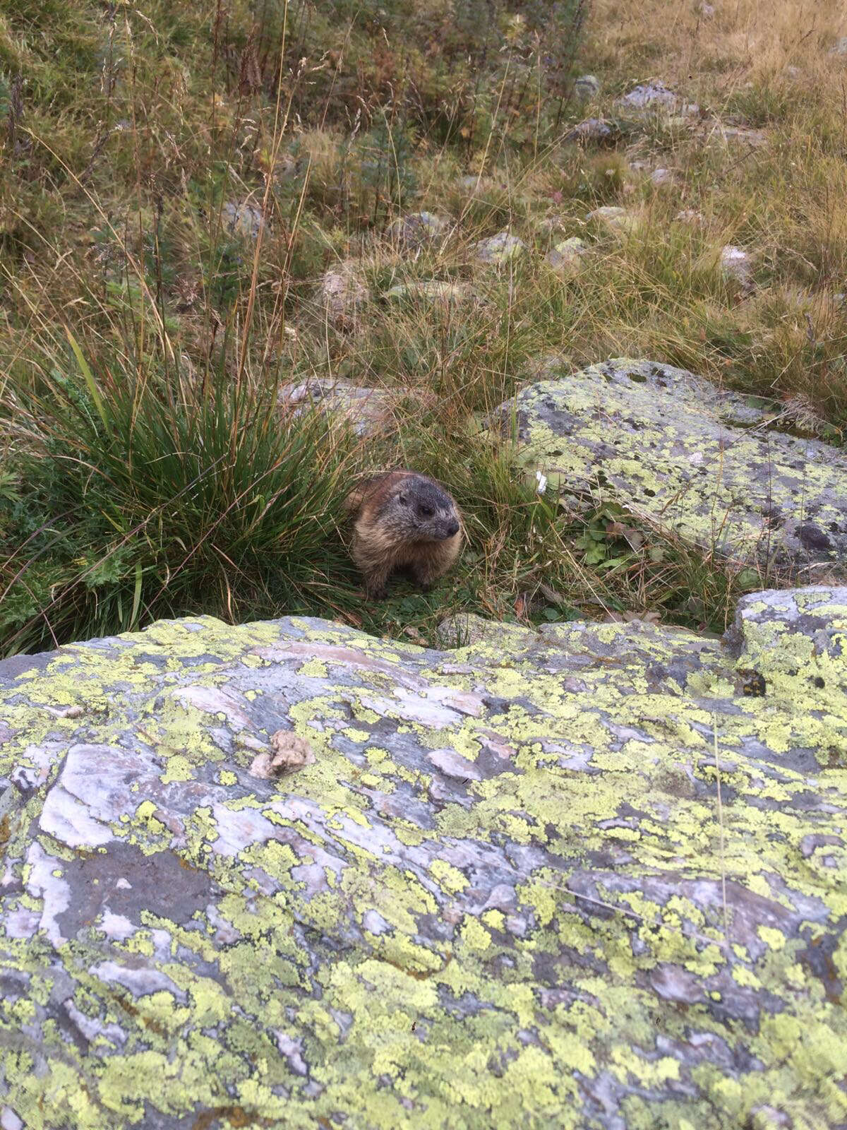 Imagem de Marmota subgen. Marmota Blumenbach 1779