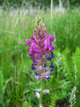 Image of Oxytropis campanulata Vassilcz.